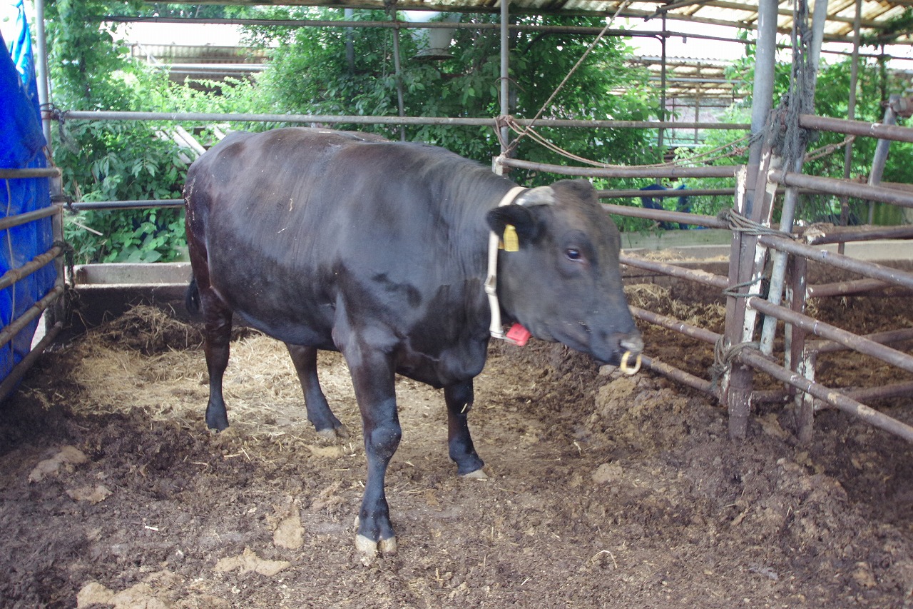 富士宮市根原住宅付牛舎1705.49坪