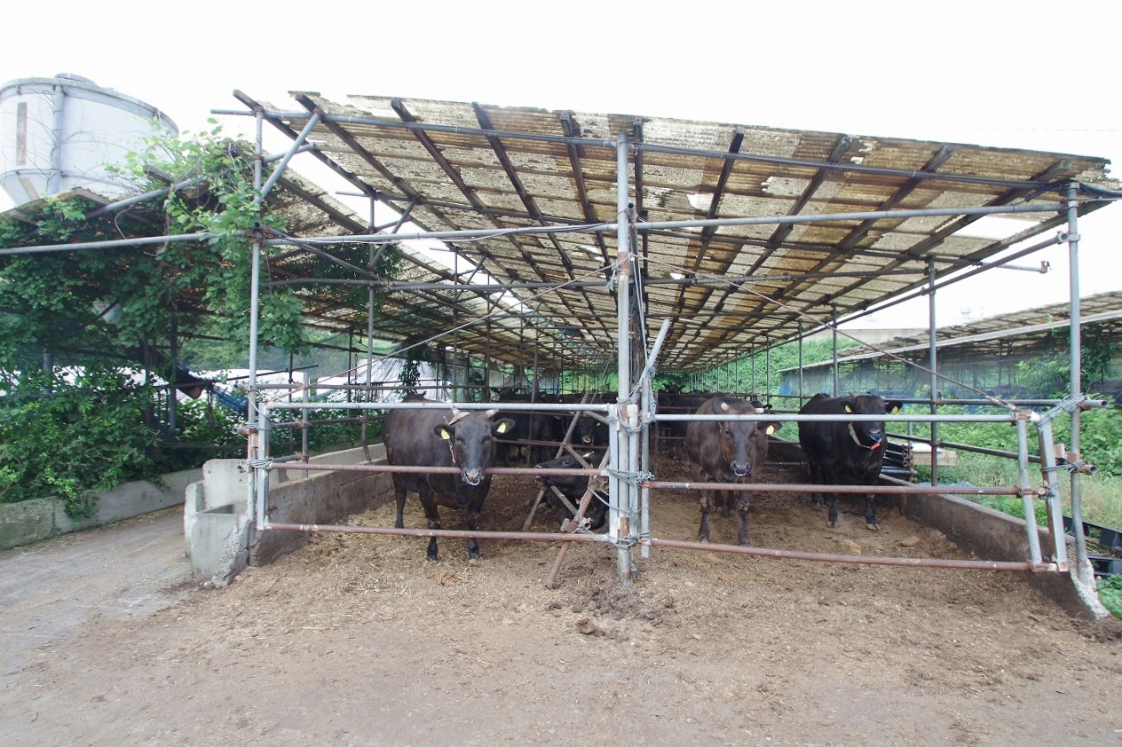 富士宮市根原住宅付牛舎1705.49坪